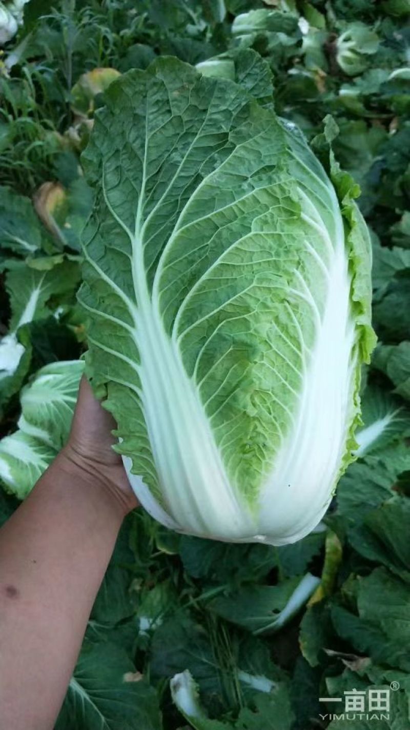 大白菜净菜3~5斤