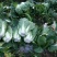 大白菜净菜3~5斤