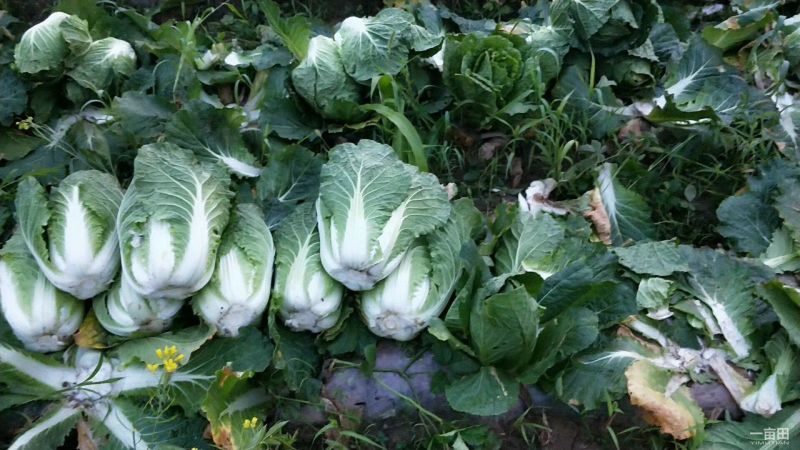 大白菜净菜3~5斤