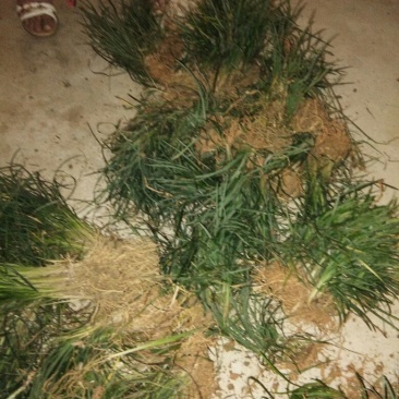 小叶麦冬草