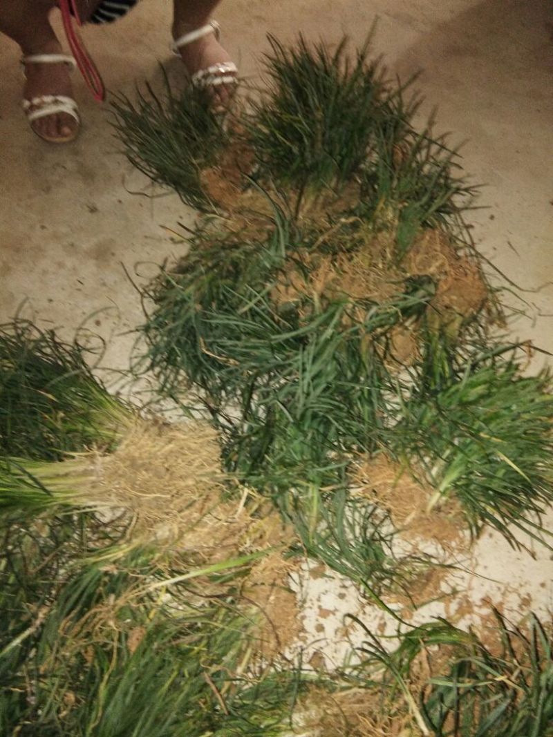 小叶麦冬草
