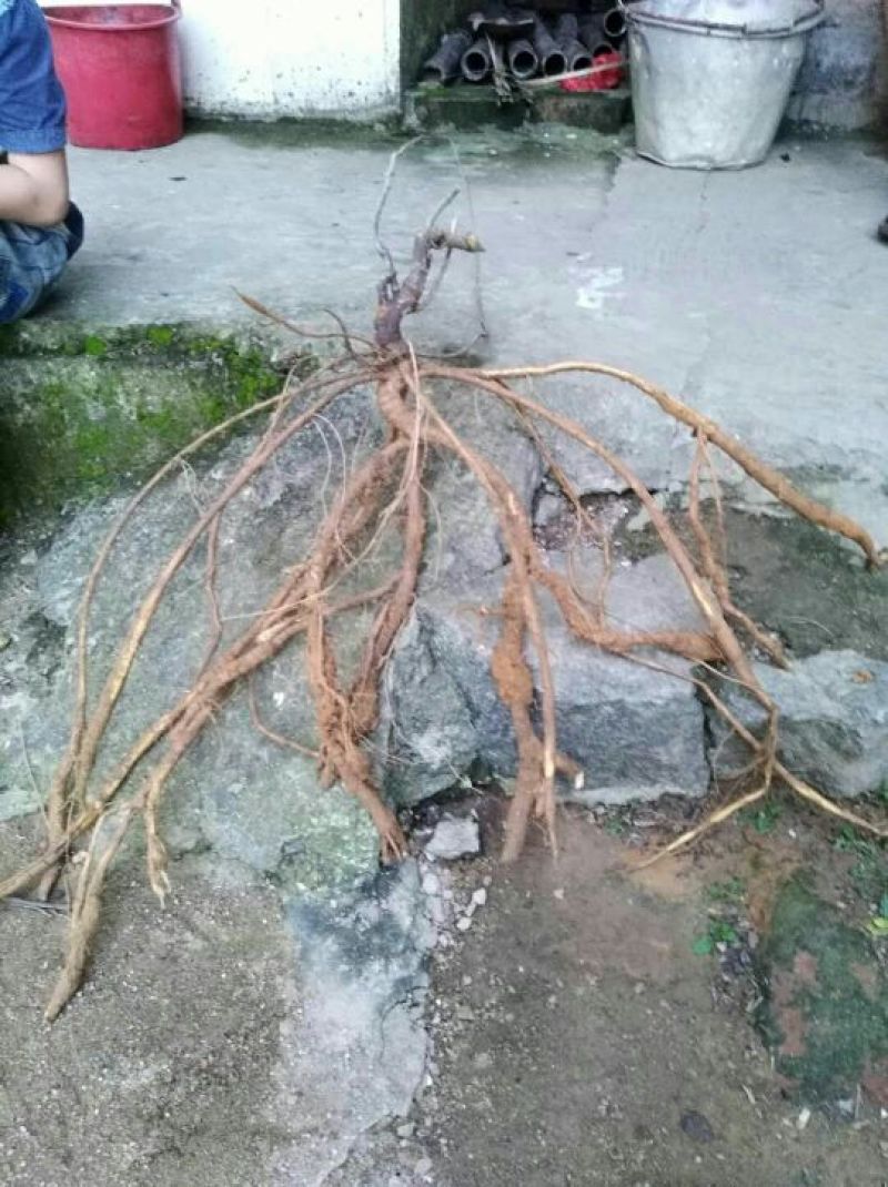牛大力