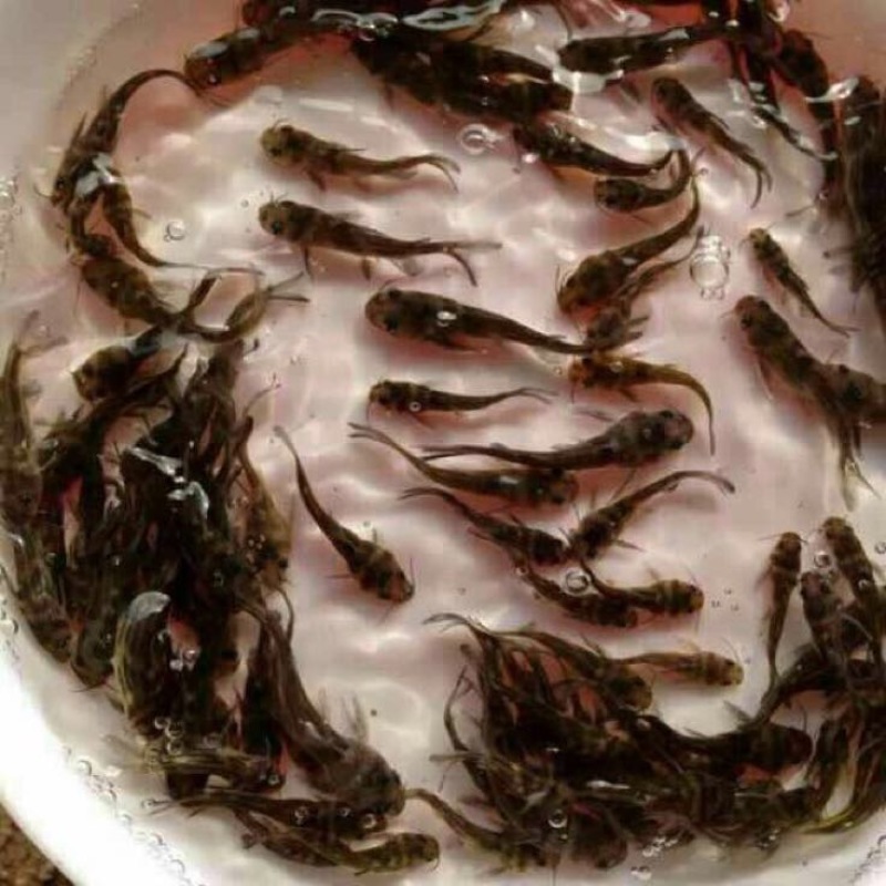 黄颡鱼苗单性全雄黄骨鱼苗