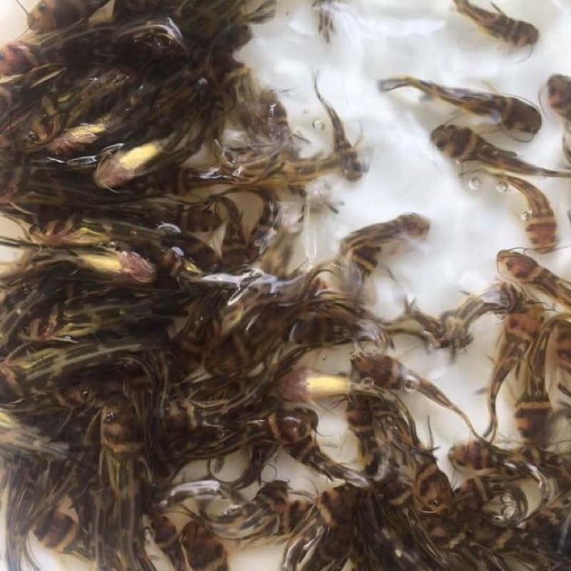 黄颡鱼苗单性全雄黄骨鱼苗