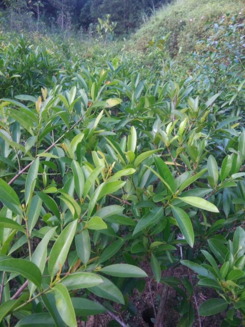 黄金山竹苗
