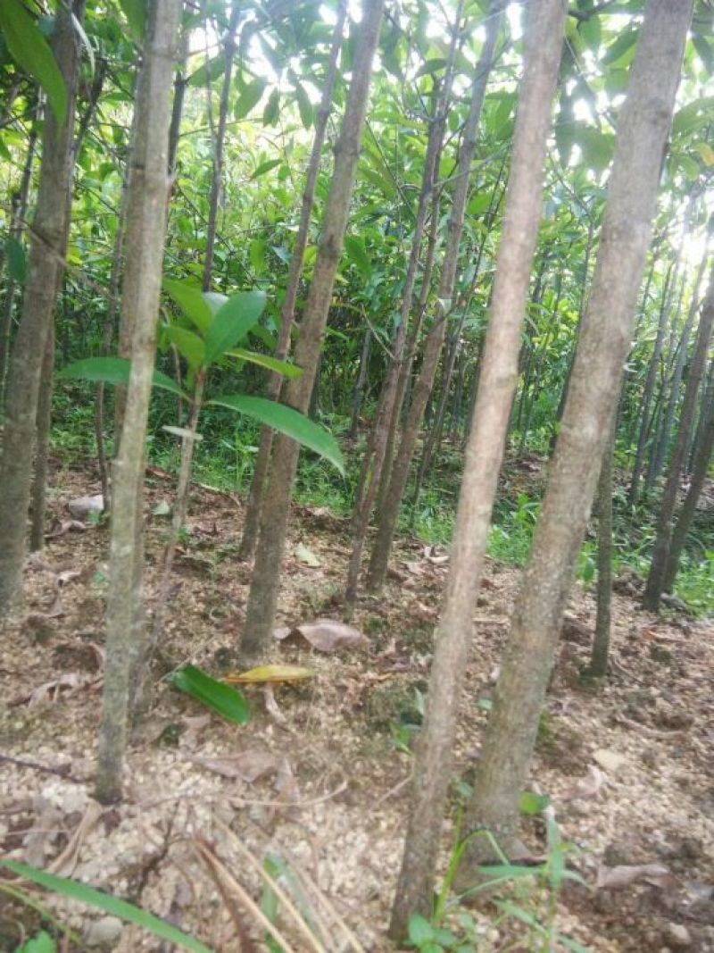 黄金山竹苗