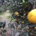 陈年柑普茶陈皮茶2016[品质保证]250克/件