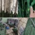 富贵竹目前基地的富贵竹比较大，自家基地