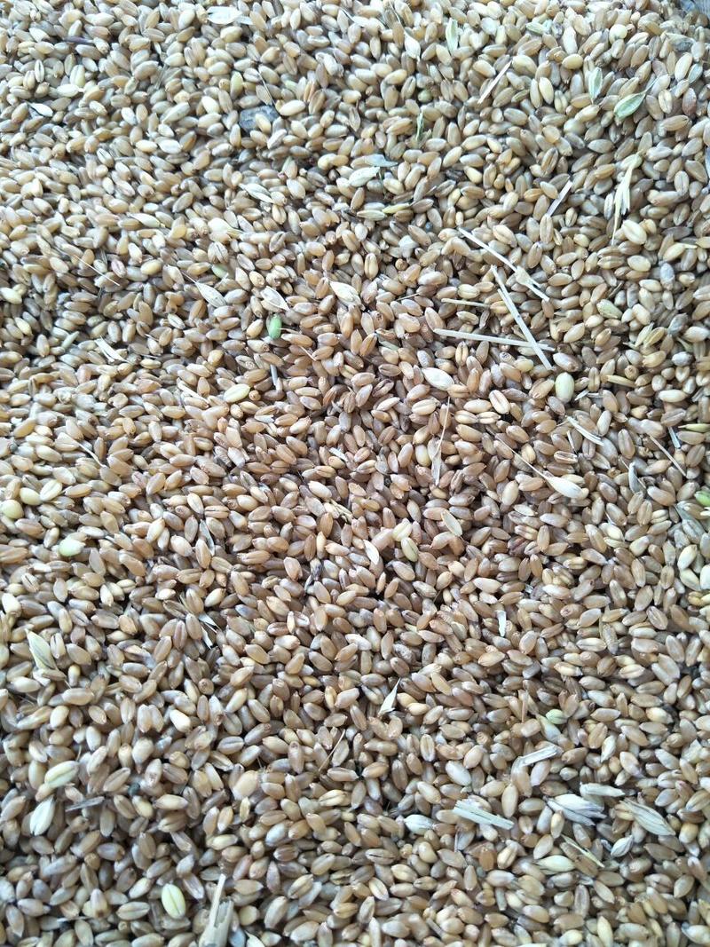 湖北宜城，毛粮，净粮，过筛小麦大量有货，