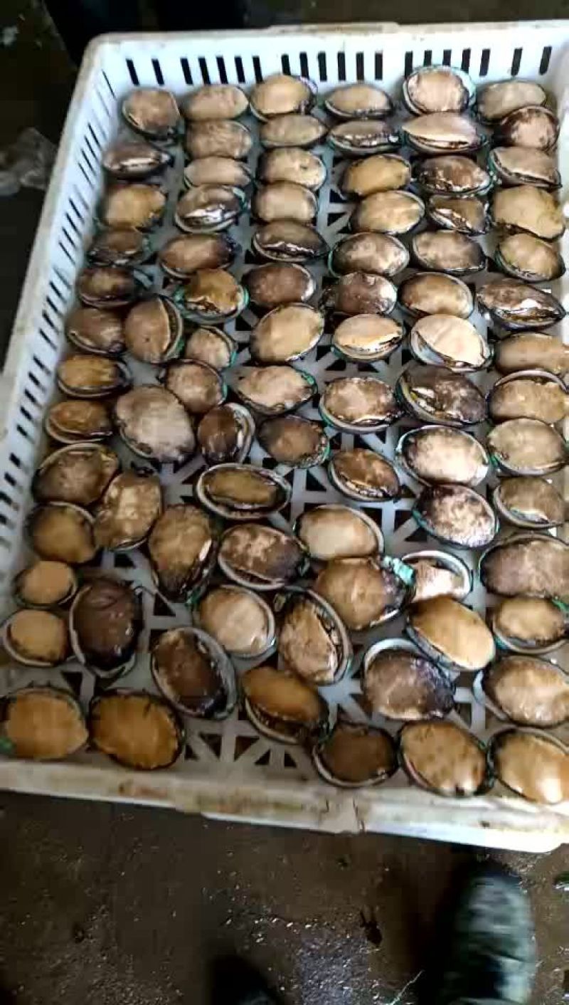 基地直供鲍鱼