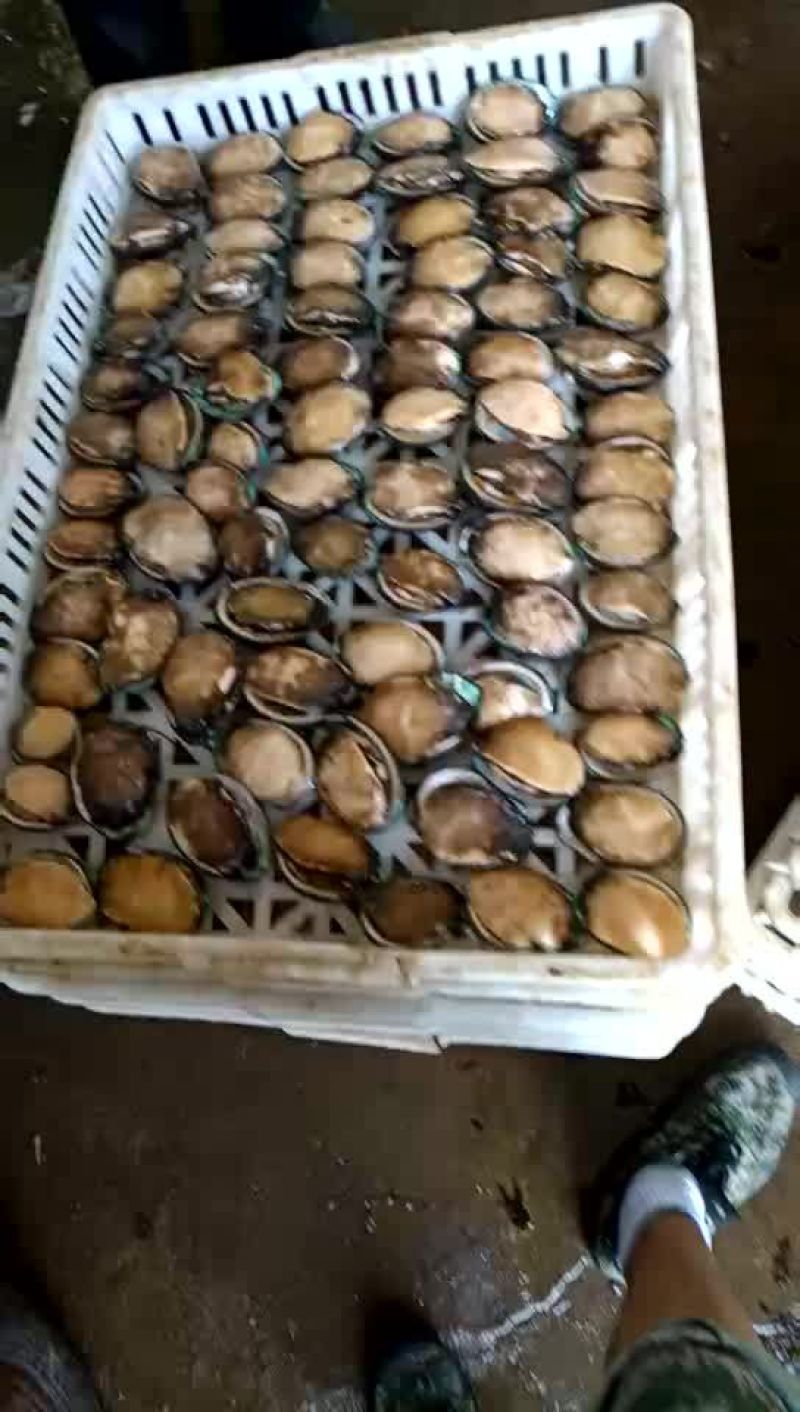 基地直供鲍鱼