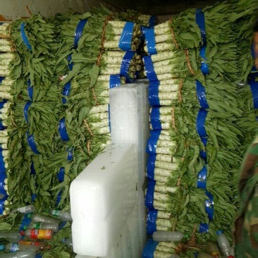 预供应三青莴笋大量上市