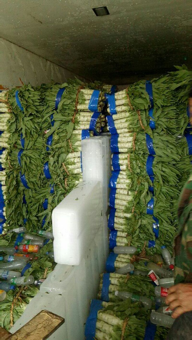 预供应三青莴笋大量上市
