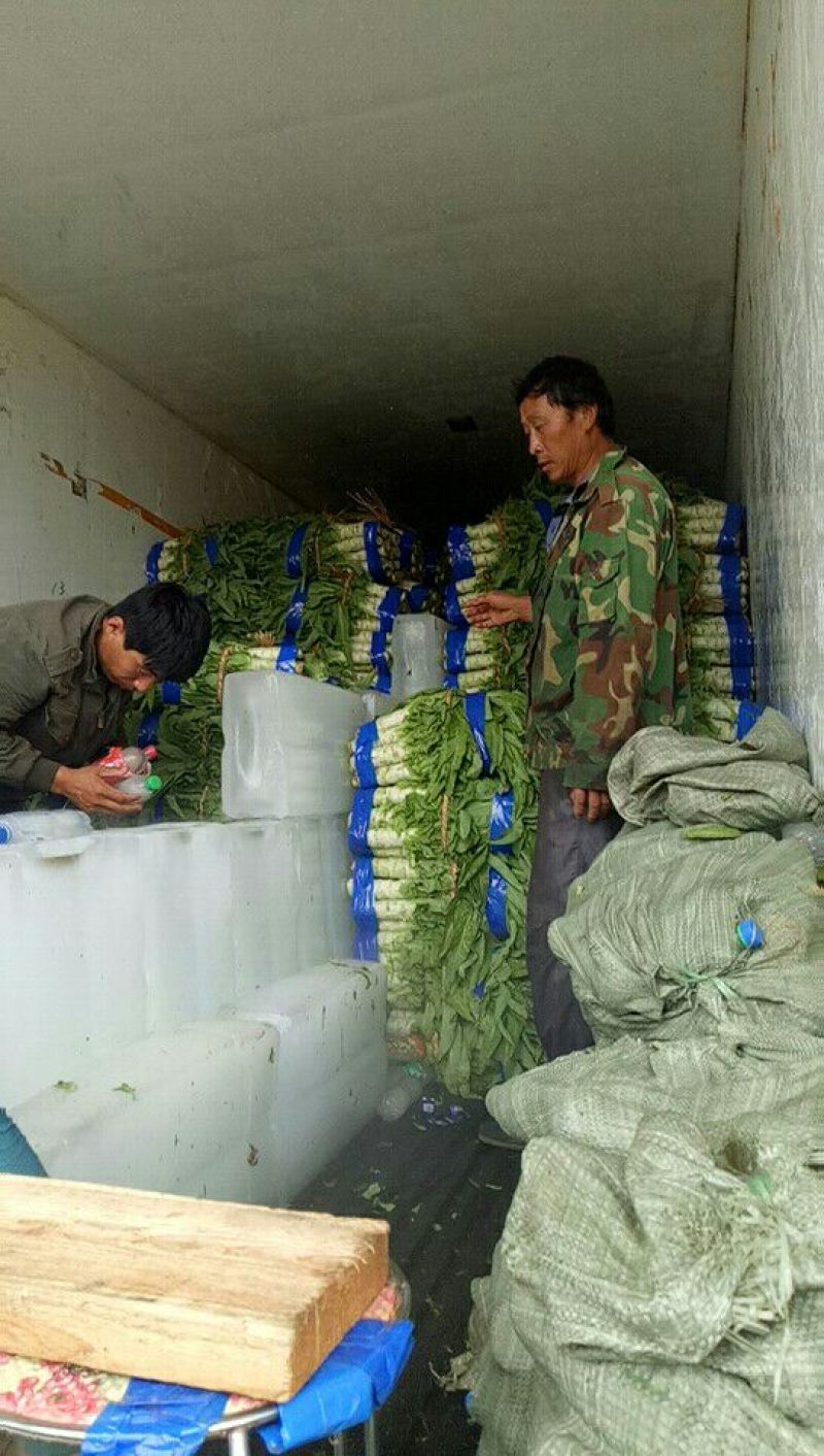 预供应三青莴笋大量上市