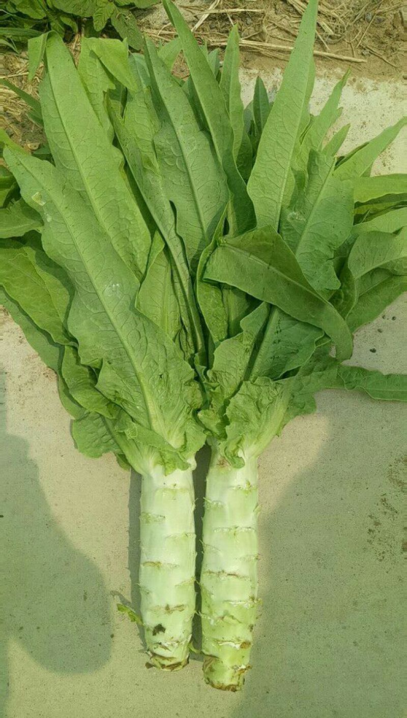 预供应三青莴笋大量上市