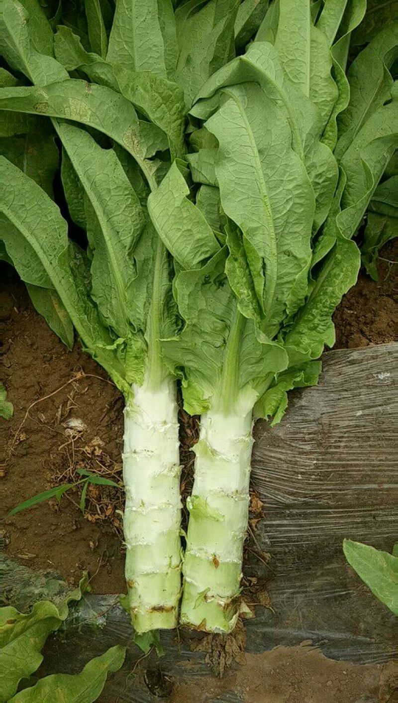 预供应三青莴笋大量上市
