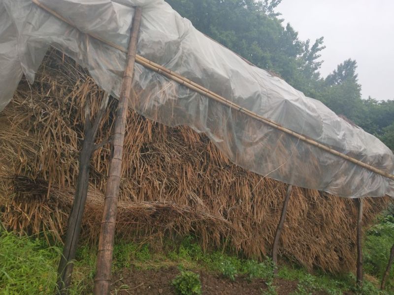 竹枝扫帚，东北扫雪大扫把适合农家小院，街道学校，工厂使用