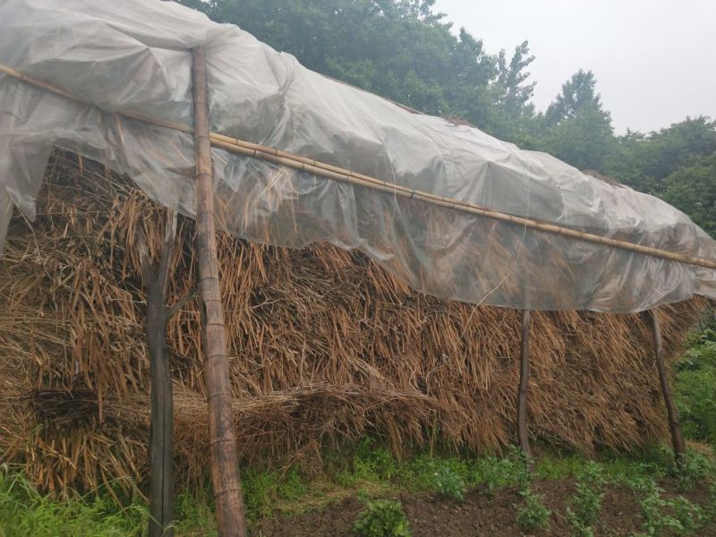 竹枝扫帚，东北扫雪大扫把适合农家小院，街道-蒙特卡罗世界赌城官方网站，工厂使用