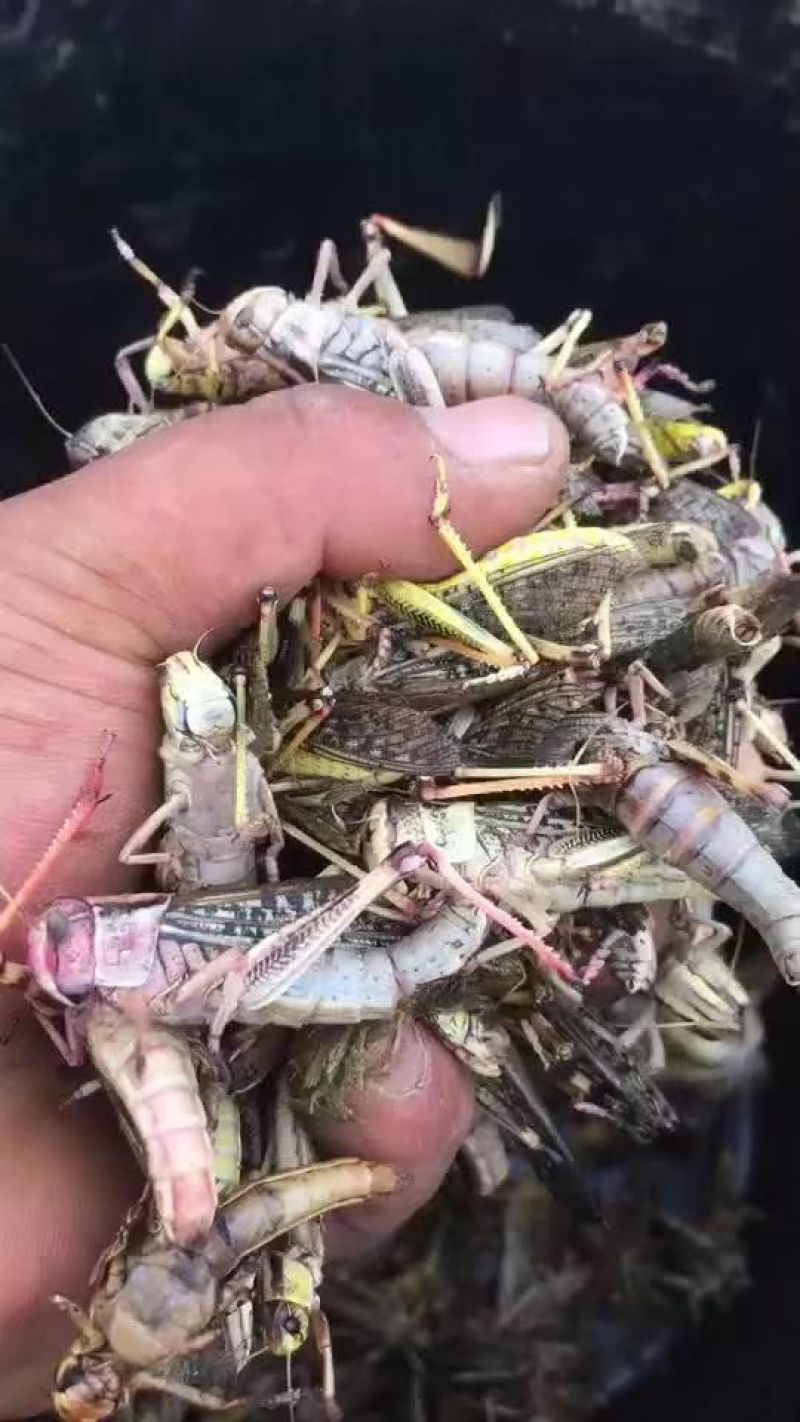 蚂蚱，稻蝗，东亚飞蝗土蚂蚱蝗虫