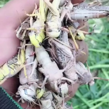 蚂蚱,稻蝗,东亚飞蝗土蚂蚱蝗虫