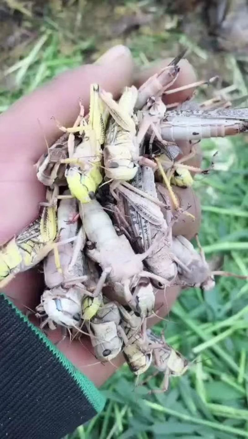 蚂蚱，稻蝗，东亚飞蝗土蚂蚱蝗虫