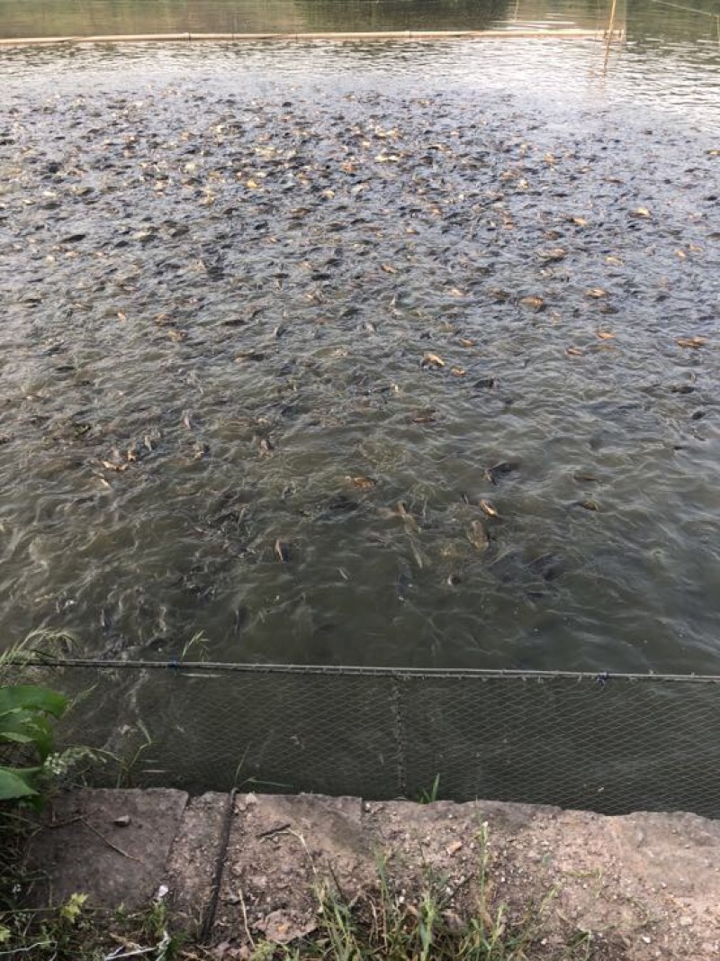 湘云鲫