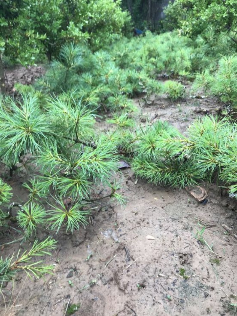 造型松免费包邮全部铝丝攀扎质优价廉不含盆