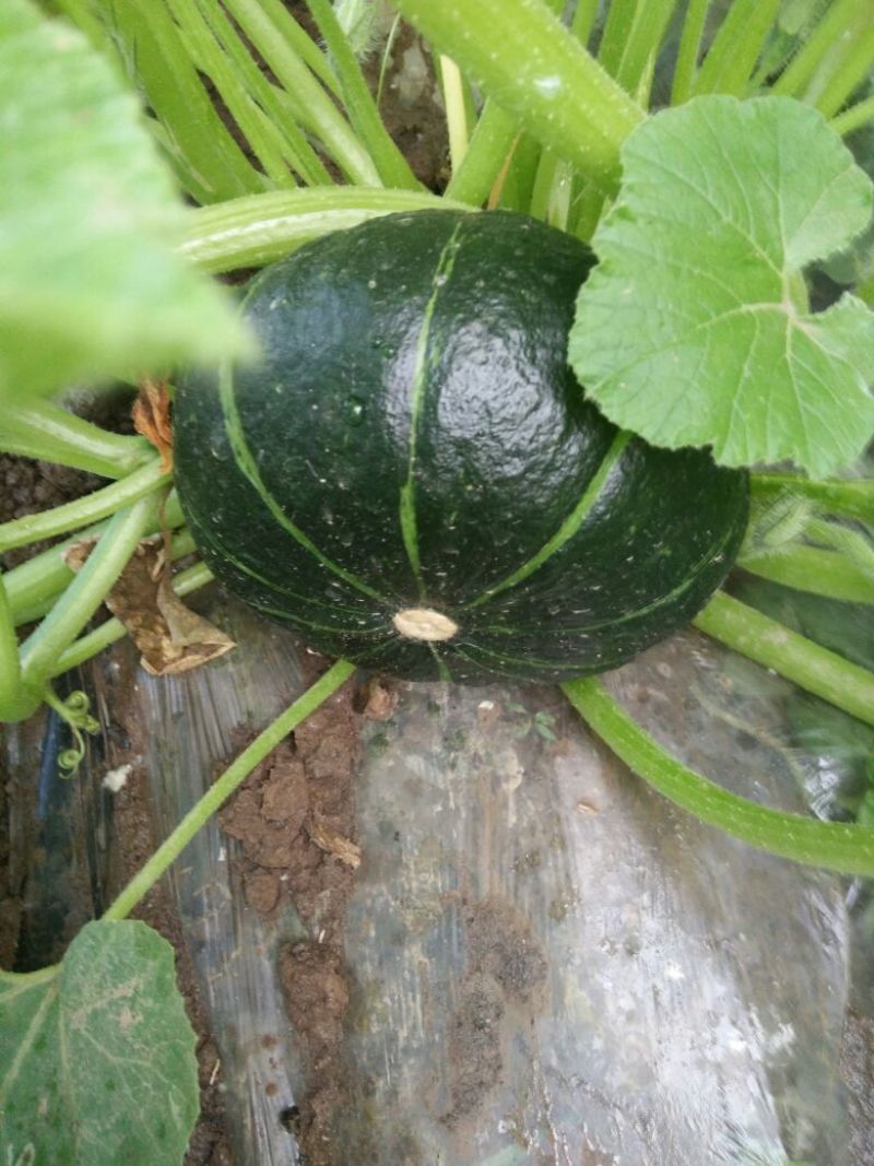 黑金刚南瓜