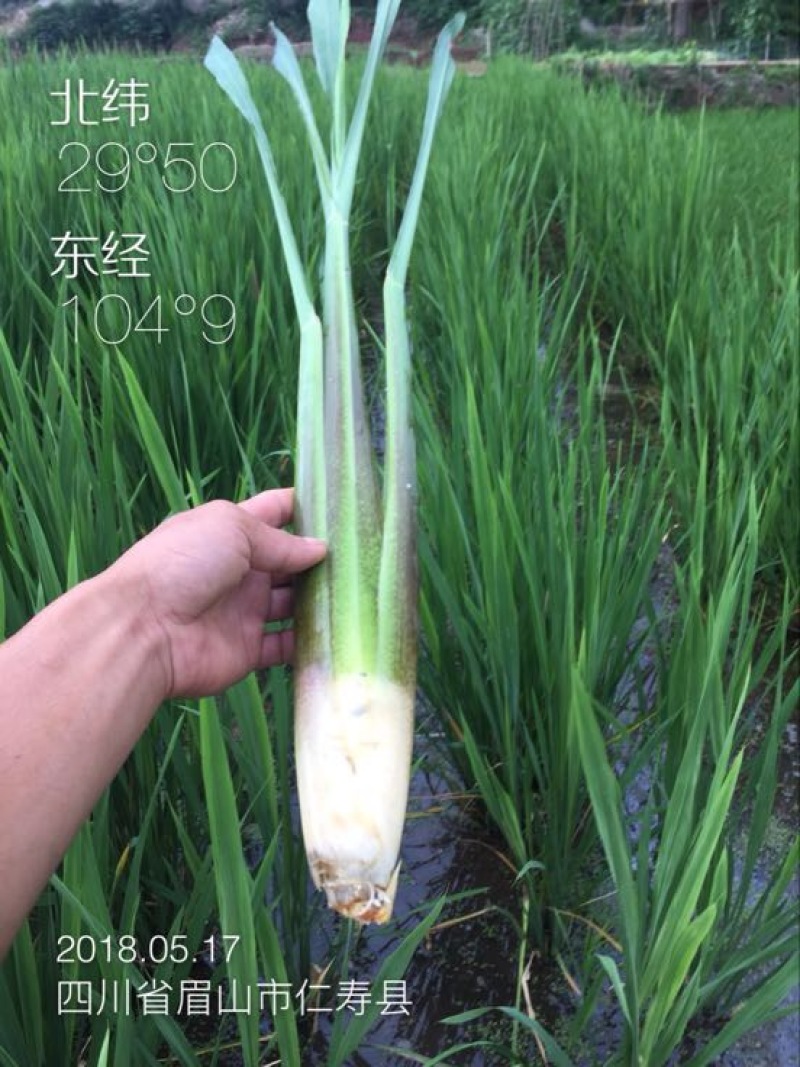 茭白笋