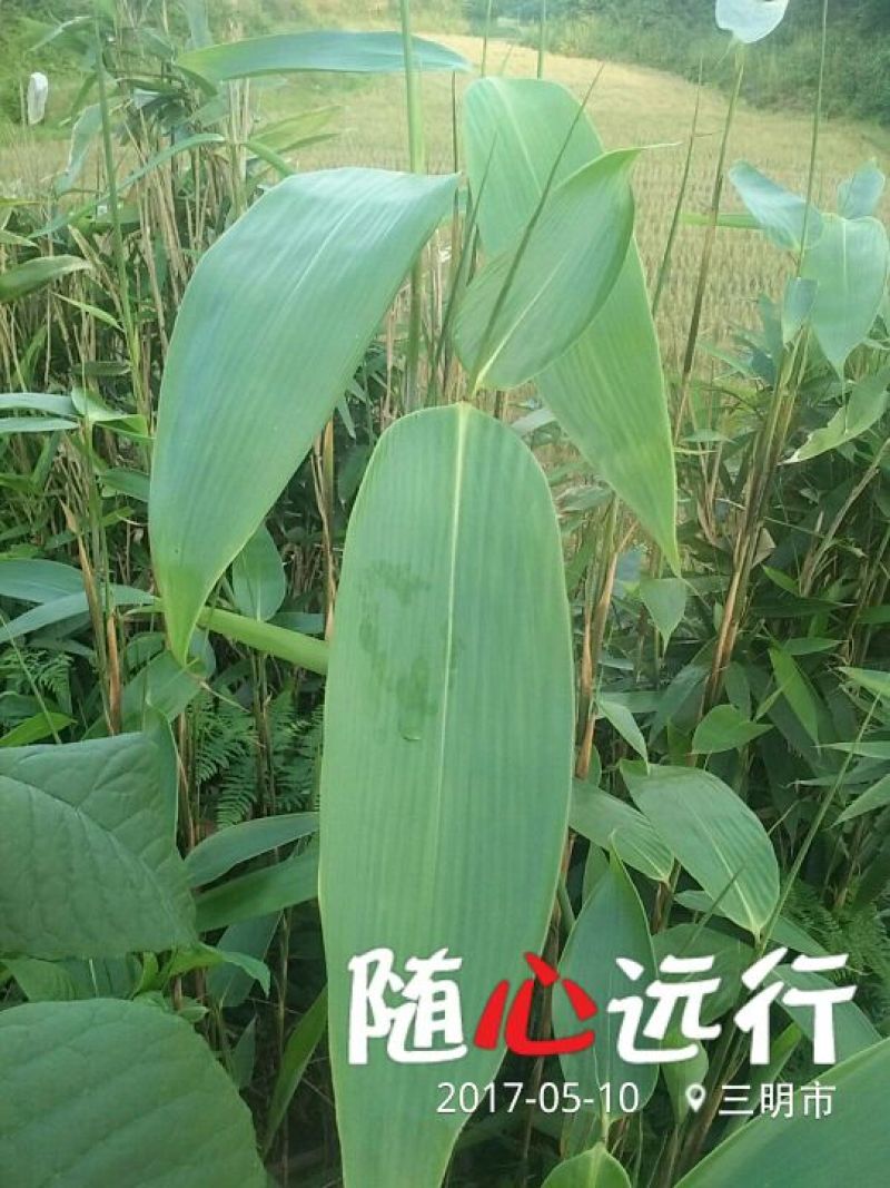 粽子叶