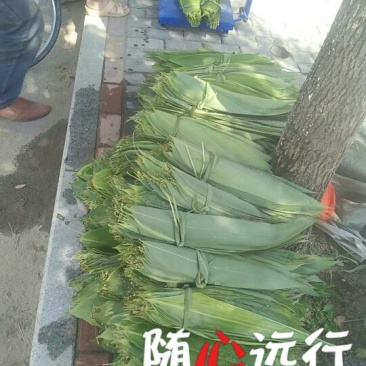 粽子叶