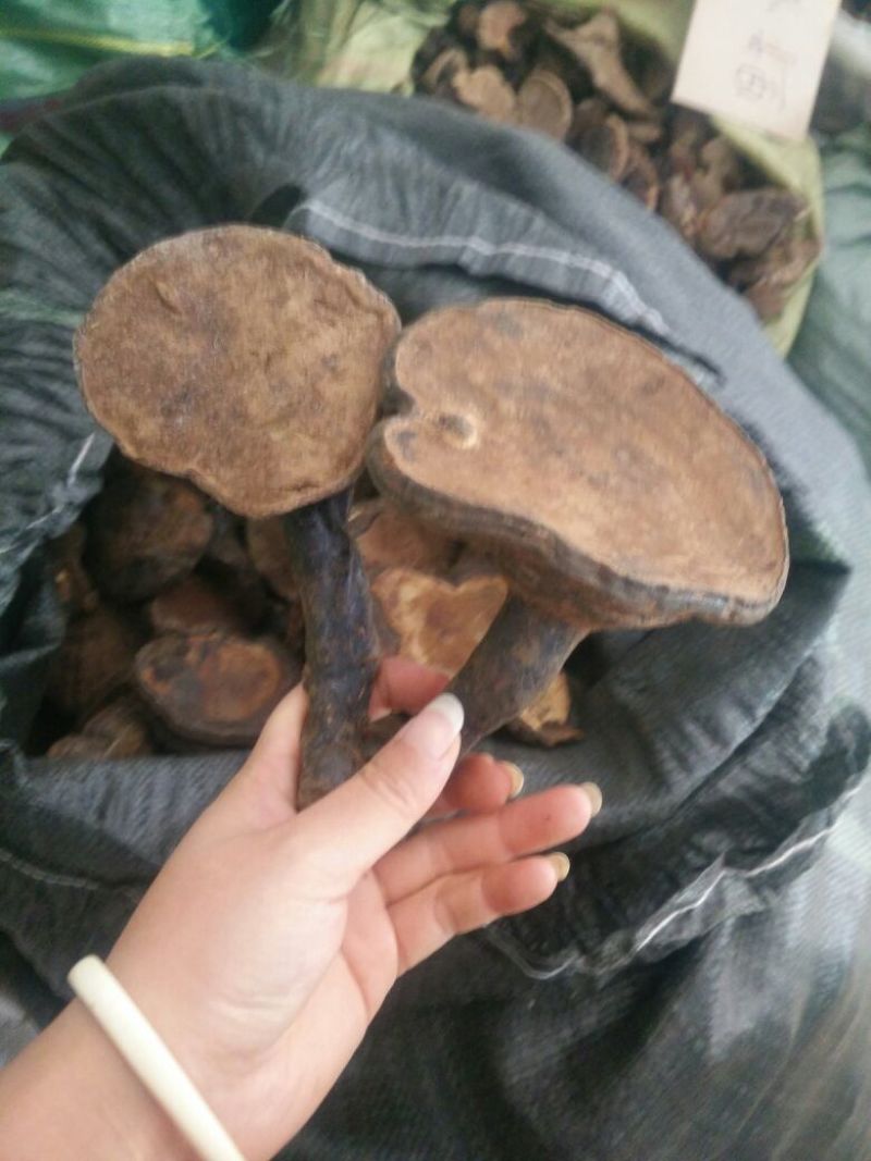 云南野生紫灵芝反柄紫灵芝马蹄紫灵芝