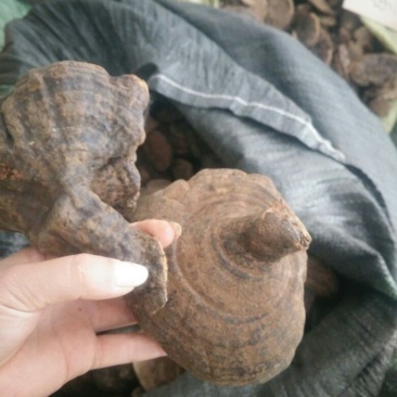 云南野生紫灵芝反柄紫灵芝马蹄紫灵芝