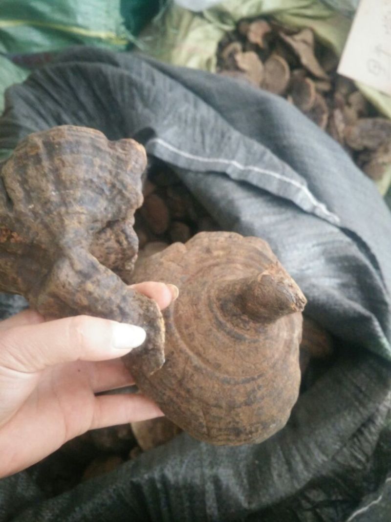 云南野生紫灵芝反柄紫灵芝马蹄紫灵芝