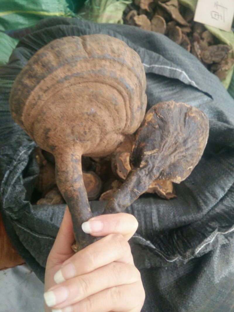 云南野生紫灵芝反柄紫灵芝马蹄紫灵芝