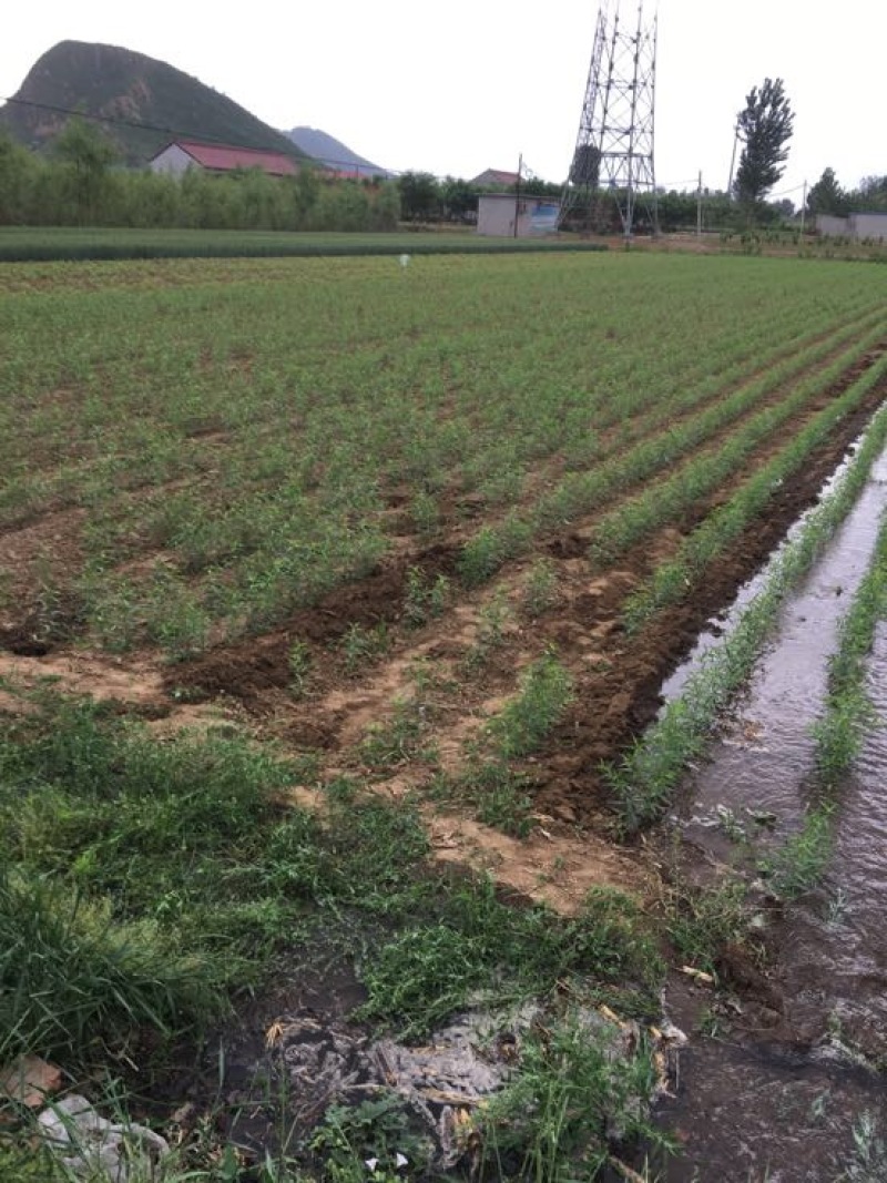 毛桃树苗80cm以上
