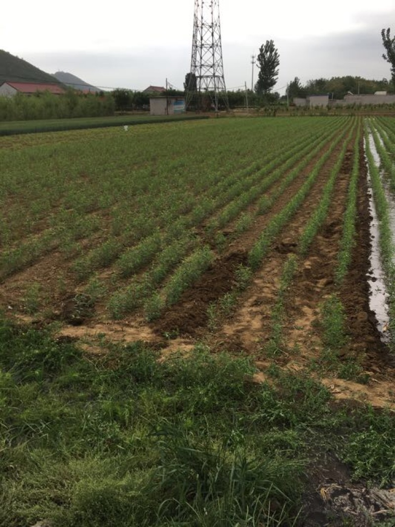 毛桃树苗80cm以上