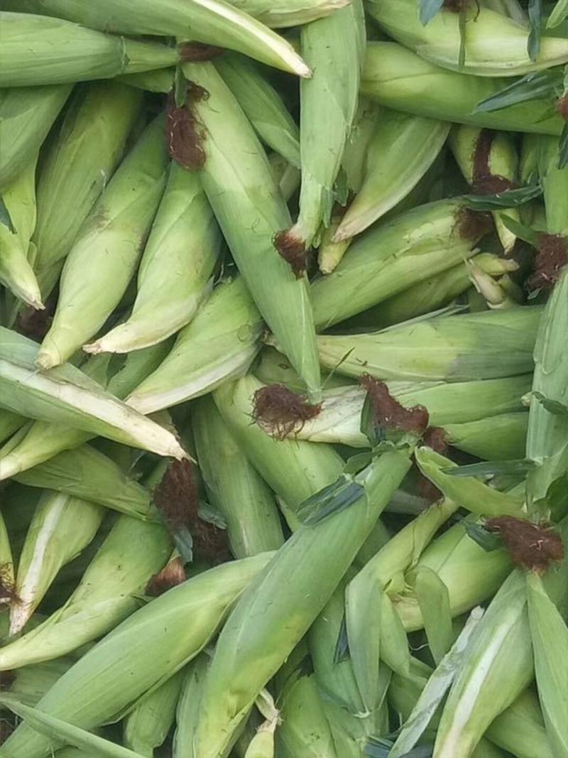 甜玉米水果玉米精品大量上市自有冷库产地农户直销