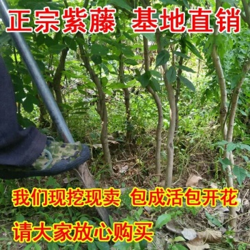 紫藤树苗爬藤植物多花紫藤苗庭院四季攀爬紫藤萝阳台盆栽攀援