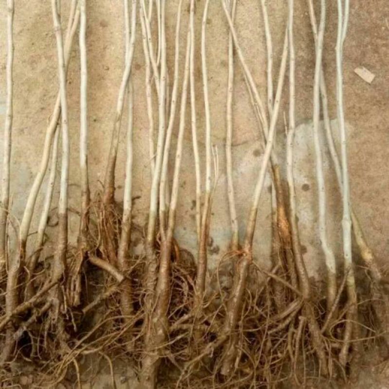 紫藤树苗爬藤植物多花紫藤苗庭院四季攀爬紫藤萝阳台盆栽攀援