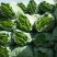 绿皮尖椒﹥20厘米青中辣，，尖椒，