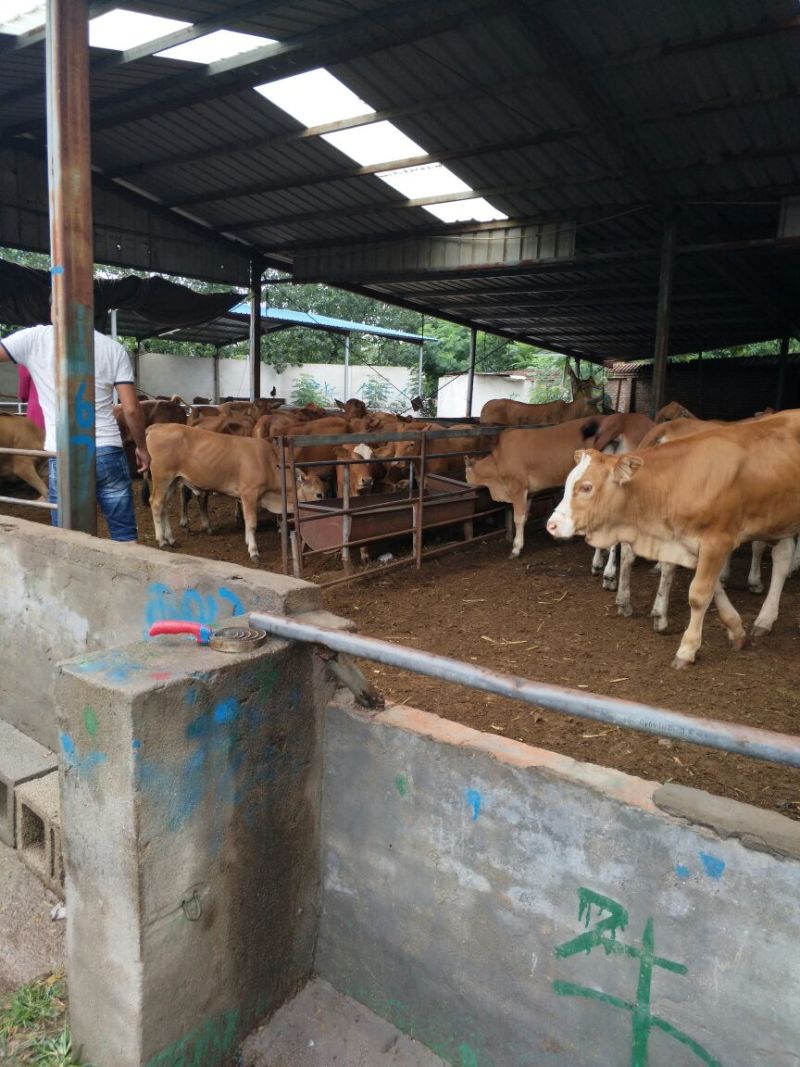 黄牛免费送货货到付款关注浏览人成交量多的养牛场
