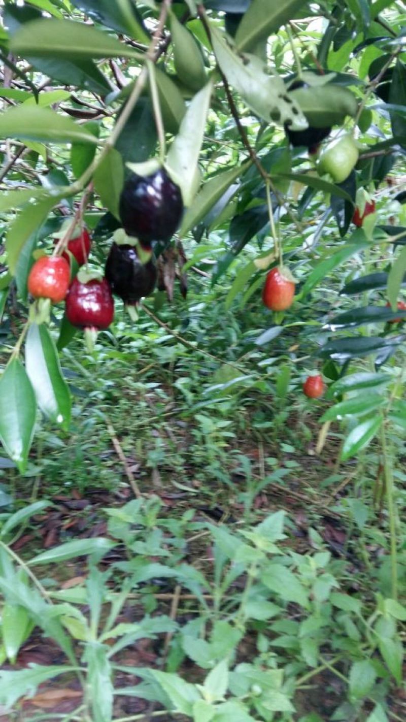 巴西樱桃苗，大樱桃，樱桃苗，
