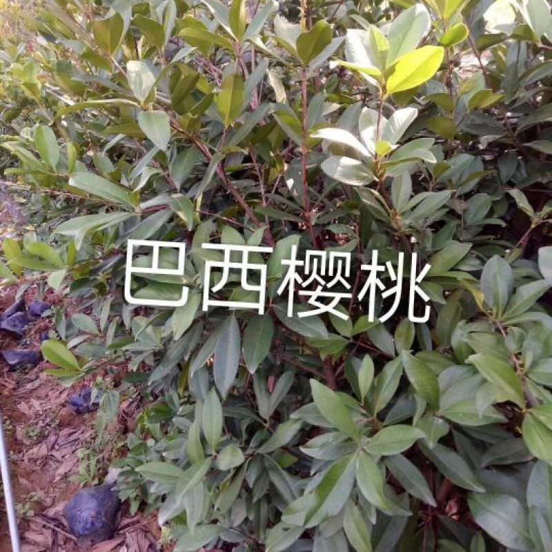 巴西樱桃苗，大樱桃，樱桃苗，