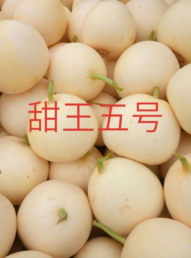 新乐市大棚甜瓜上市了欢迎新老客户前来选购