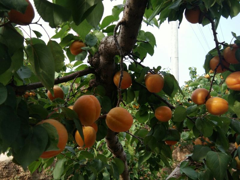 金太阳杏丰元红金寿