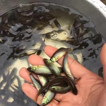 丁桂鱼苗优质黄蜡丁现货批发