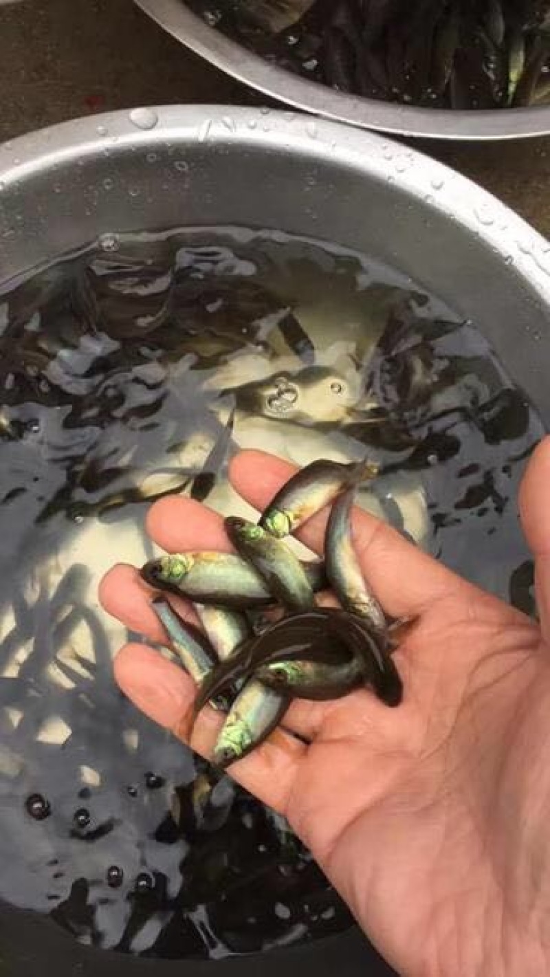 丁桂鱼苗优质黄蜡丁现货批发