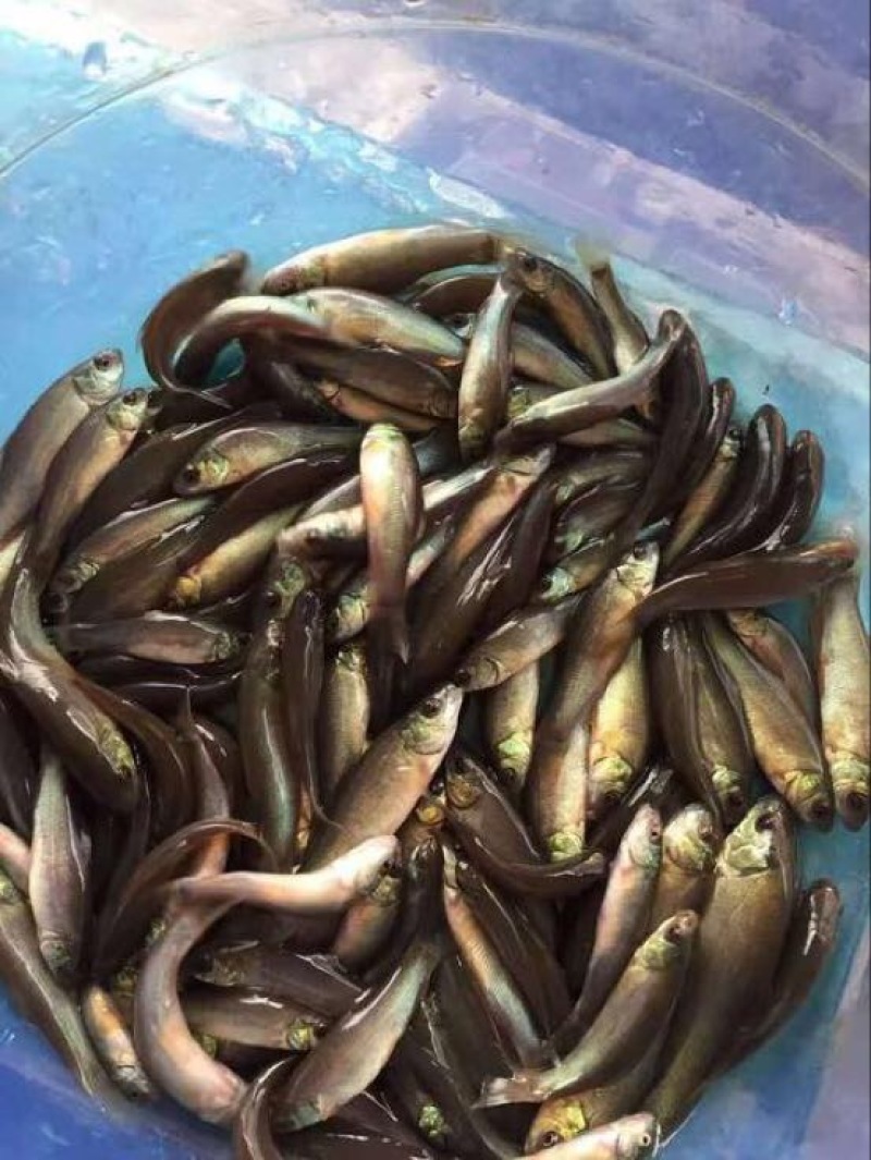 丁桂鱼苗优质黄蜡丁现货批发