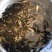 罗非鱼苗吉富罗非鱼苗红罗非